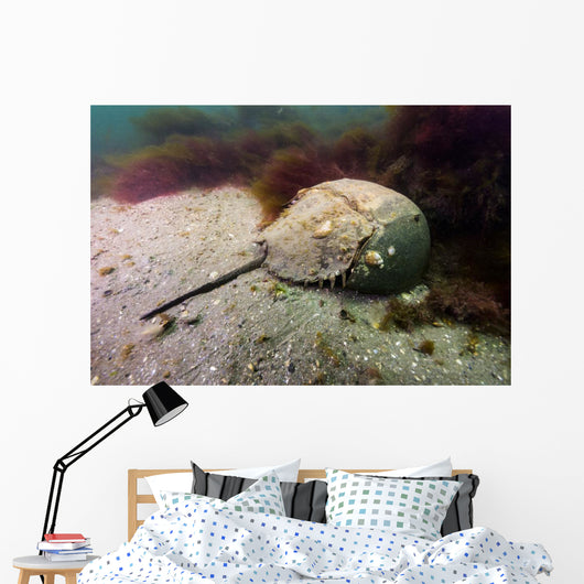 Female Horseshoe Crab Scuttling Away Wall Decal