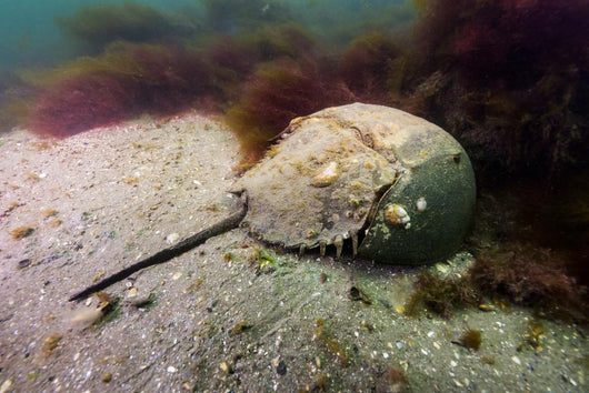 Female Horseshoe Crab Scuttling Away Wall Decal