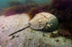 Female Horseshoe Crab Scuttling Away Wall Decal