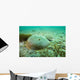 Female Horseshoe Crab Wall Decal