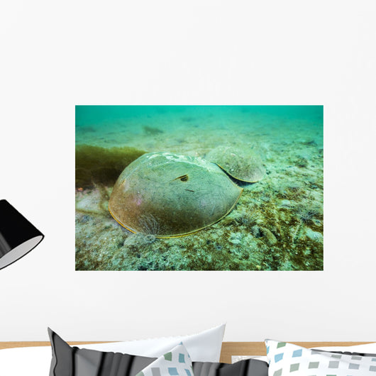 Female Horseshoe Crab Wall Decal