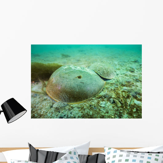 Female Horseshoe Crab Wall Decal