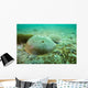 Female Horseshoe Crab Wall Decal