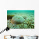 Female Horseshoe Crab Wall Decal