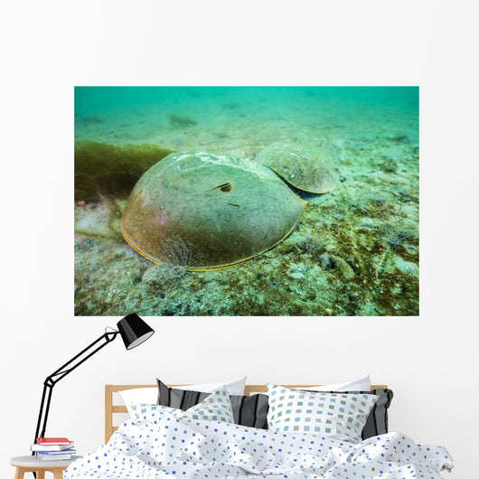 Female Horseshoe Crab Wall Decal