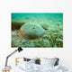 Female Horseshoe Crab Wall Decal