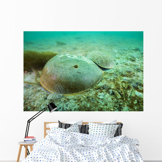 Female Horseshoe Crab Wall Decal