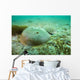 Female Horseshoe Crab Wall Decal
