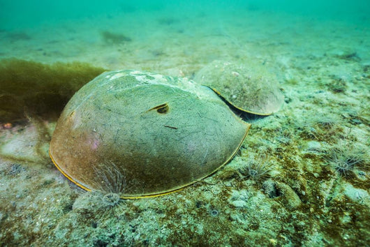 Female Horseshoe Crab Wall Decal