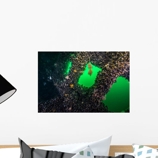 Clams Growing inside Uss Wall Decal