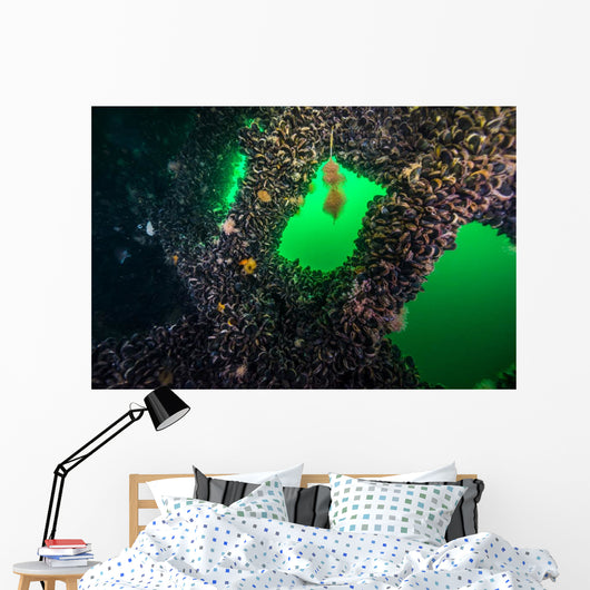 Clams Growing inside Uss Wall Decal