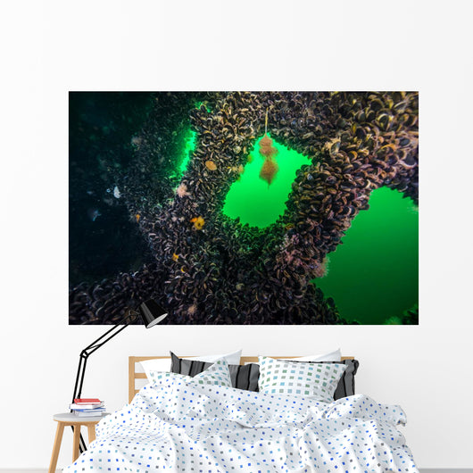 Clams Growing inside Uss Wall Decal