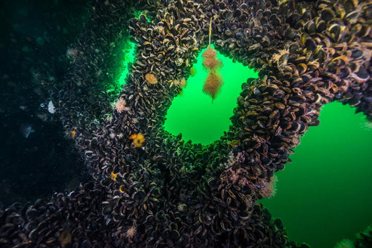 Clams Growing inside Uss Wall Decal