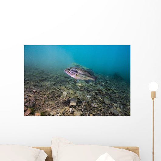 Largemouth Bass Swimming Dutch Wall Decal