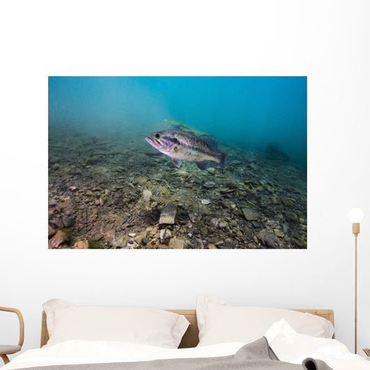 Largemouth Bass Swimming Dutch Wall Decal