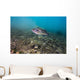 Largemouth Bass Swimming Dutch Wall Decal