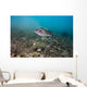 Largemouth Bass Swimming Dutch Wall Decal