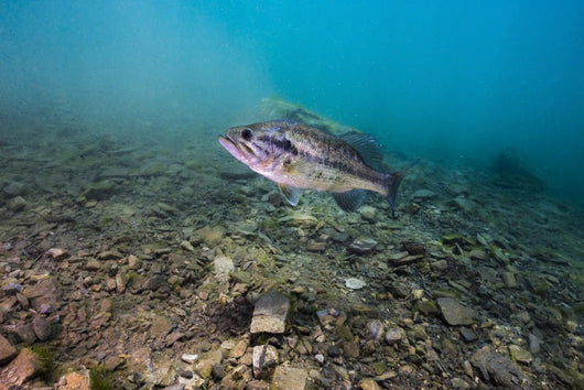 Largemouth Bass Swimming Dutch Wall Decal