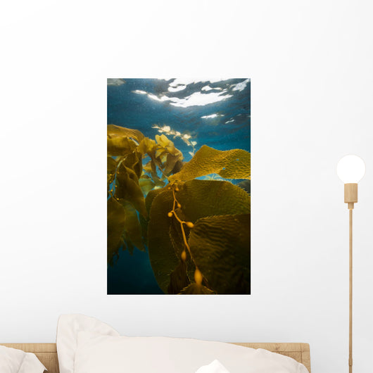 Giant Kelp Floats up Wall Decal