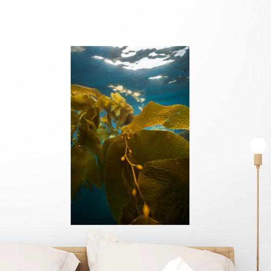 Giant Kelp Floats up Wall Decal