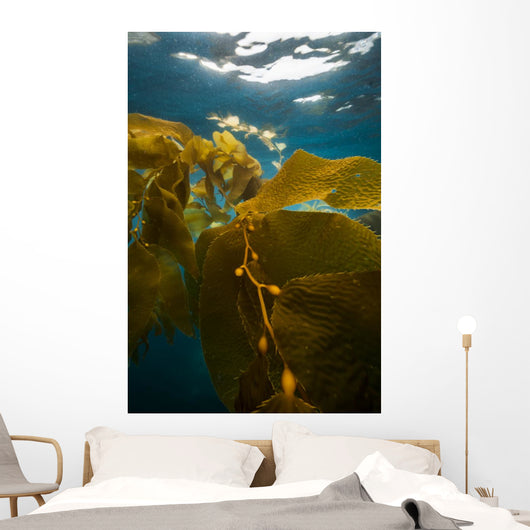 Giant Kelp Floats up Wall Decal