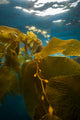 Giant Kelp Floats up Wall Decal