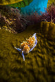 Opalescent Nudibranch Crawls along Wall Decal