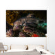 Docile Horn Shark Kelp Wall Decal