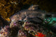 Docile Horn Shark Kelp Wall Decal
