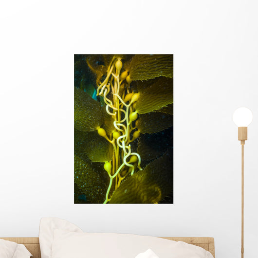 Giant Kelp Close-up Wall Decal