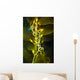 Giant Kelp Close-up Wall Decal