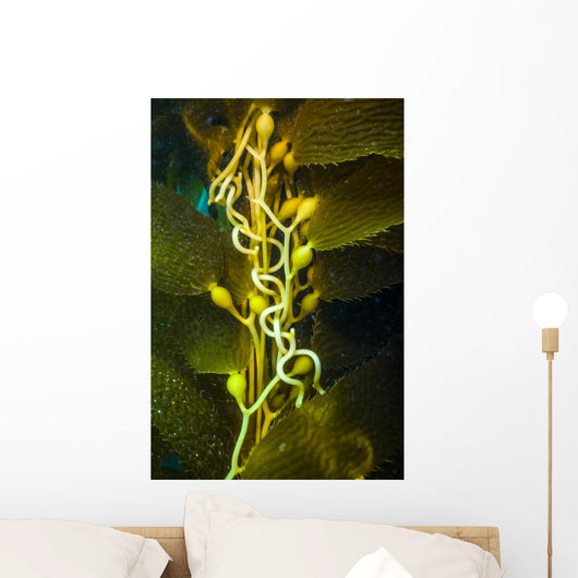 Giant Kelp Close-up Wall Decal