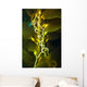 Giant Kelp Close-up Wall Decal