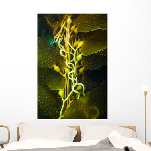 Giant Kelp Close-up Wall Decal