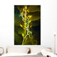 Giant Kelp Close-up Wall Decal
