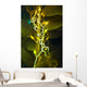 Giant Kelp Close-up Wall Decal