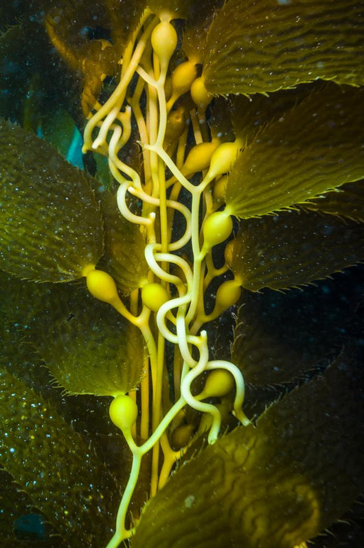Giant Kelp Close-up Wall Decal