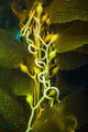 Giant Kelp Close-up Wall Decal