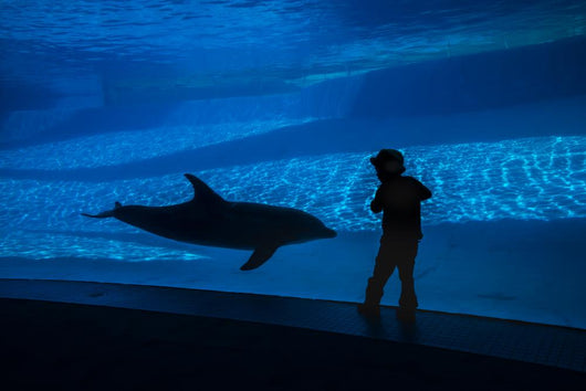Boy Connects with Dolphin Wall Decal