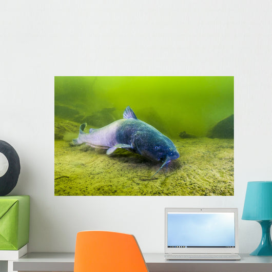 Blue Catfish Swimming along Wall Decal