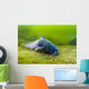 Blue Catfish Swimming along Wall Decal