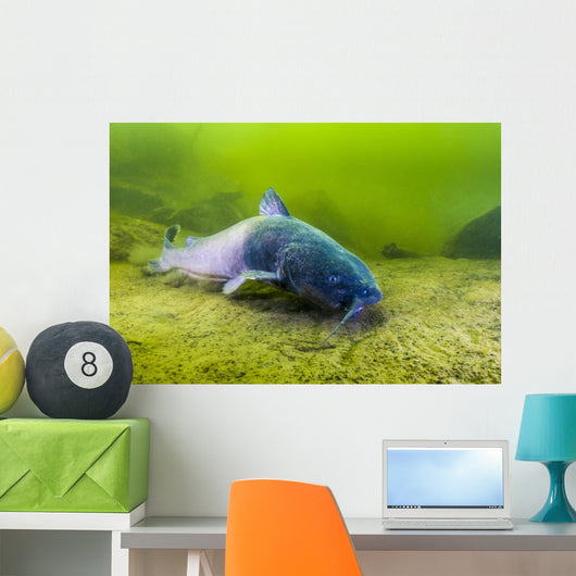 Blue Catfish Swimming along Wall Decal