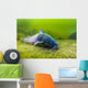 Blue Catfish Swimming along Wall Decal