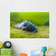 Blue Catfish Swimming along Wall Decal