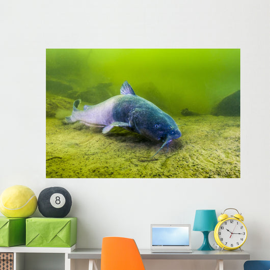 Blue Catfish Swimming along Wall Decal