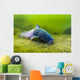 Blue Catfish Swimming along Wall Decal