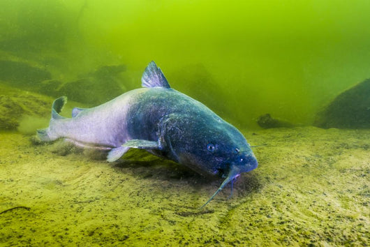 Blue Catfish Swimming along Wall Decal