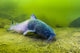 Blue Catfish Swimming along Wall Decal