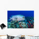 Wrasse Cleans inside Grouper Wall Decal
