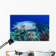 Wrasse Cleans inside Grouper Wall Decal